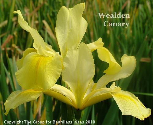 Wealden Canary (3)
